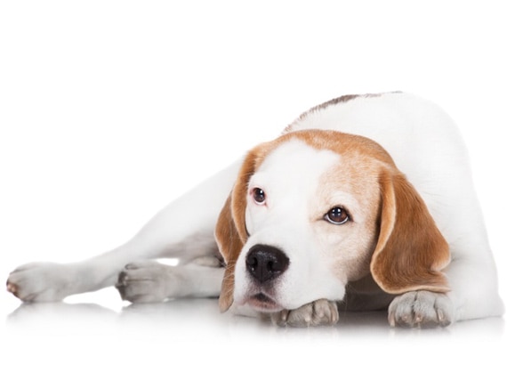 are beagles more prone to cancer