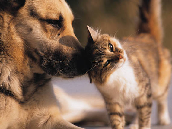 Pet Insurance: A Veterinarian’s Perspective