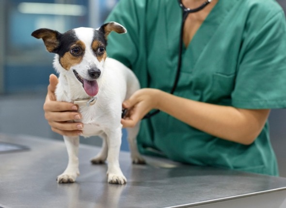 How Much Does Heartworm Treatment Cost for Dogs?