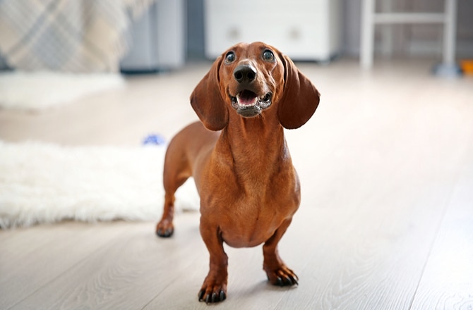 5 Common Back Problems In Dogs | PetMD