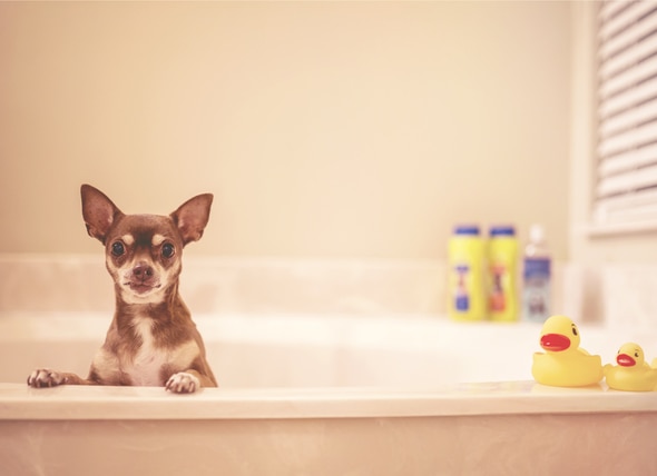 How Often Should You Bathe Your Dog?