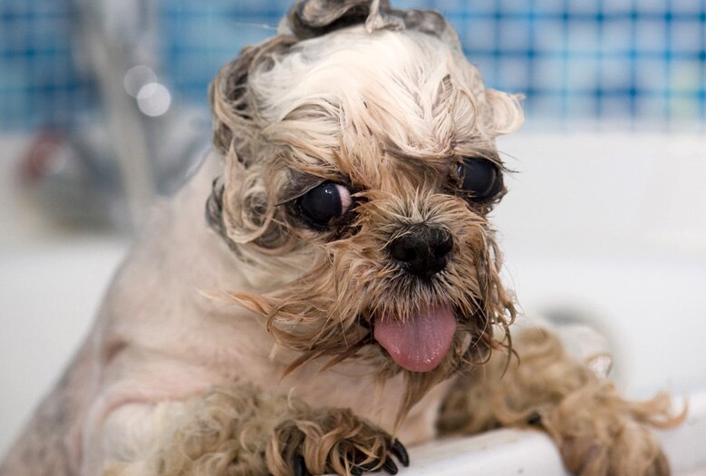 7 Common Bath-time Mistakes Pet Owners Make 