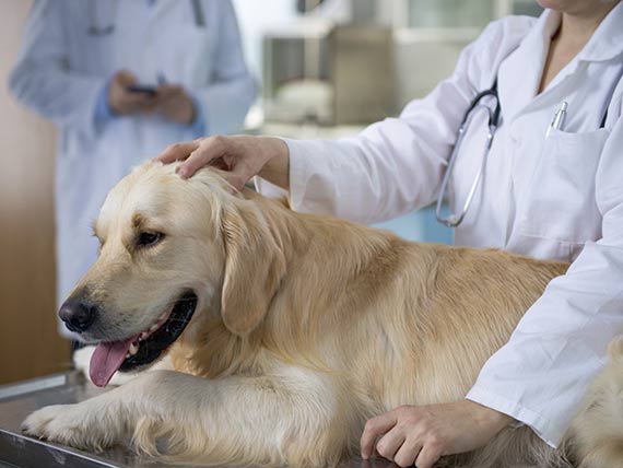 How Effective is Radiation Therapy for Dogs?