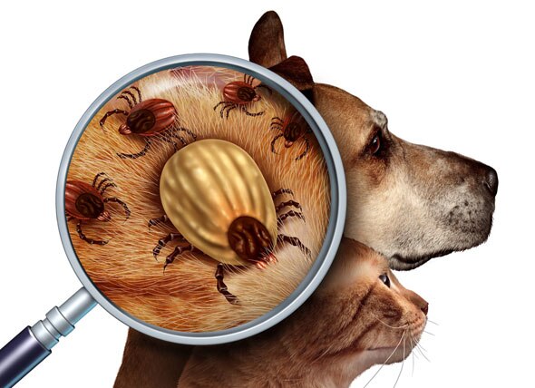 do ticks breed on dogs