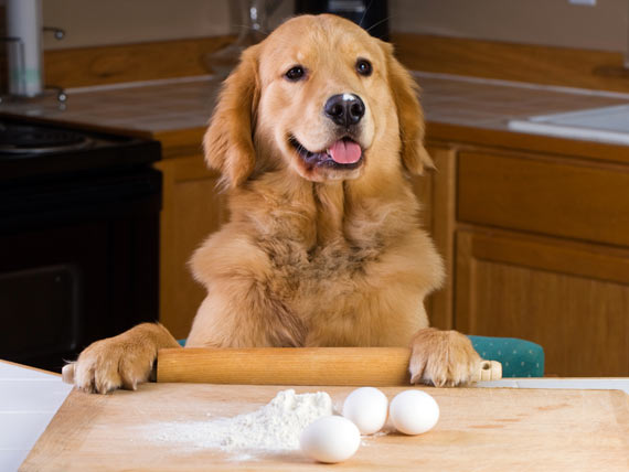 Seven tips on how to make pet food and save money