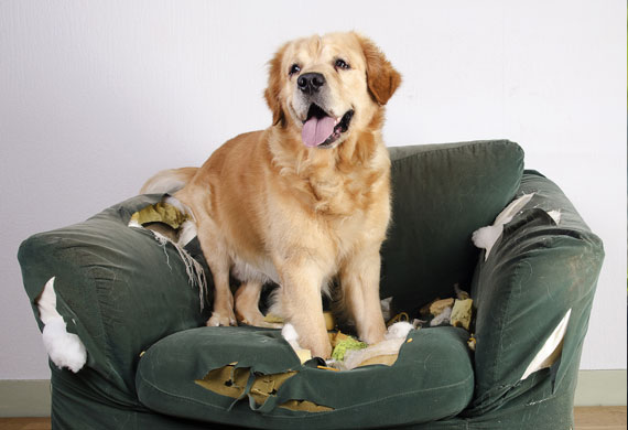 How Your Dog's Behavior Can Change with Age | PetMD