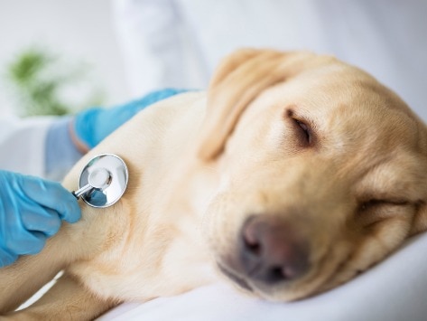 Dog Flu Symptoms: What to Look For
