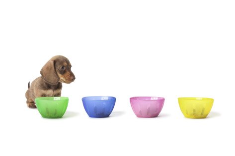 Pet Owners Confused About Dog and Cat Nutrition, petMD Survey Finds