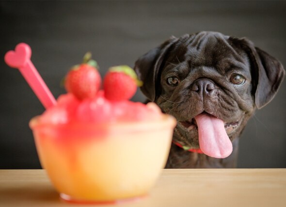 10 Top Food Names For Dogs