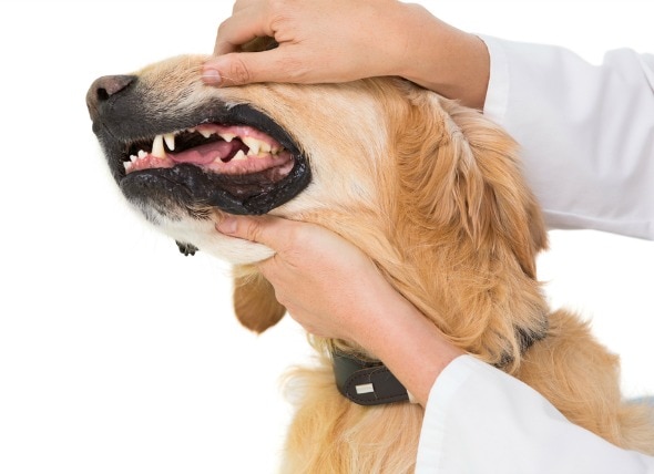 Your Dog’s Gums: Problems to Watch For