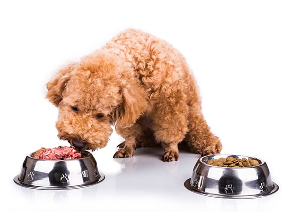 Human-Grade Foods Are Better for Pets Than Animal-Grade Foods - Part 2