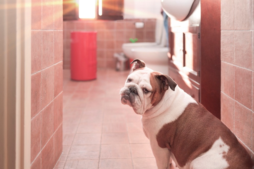 Is Toilet Water Safe for Pets to Drink?