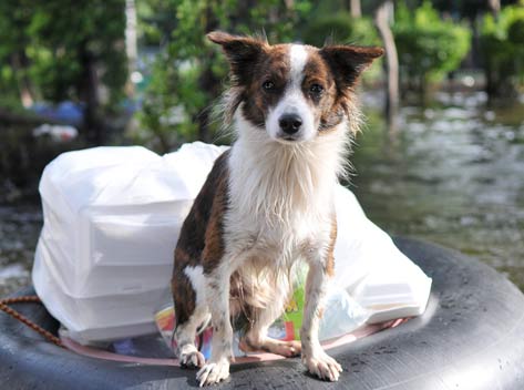 Natural Disaster Planning for Pets