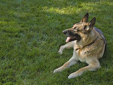 The Dangers of Lawn Chemicals: Is Your Perfect Lawn Killing Your Pet?