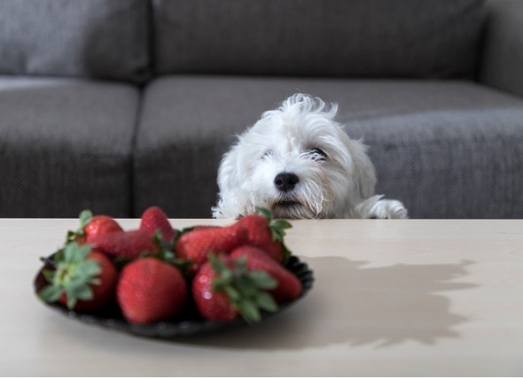 狗狗能吃哪些水果?