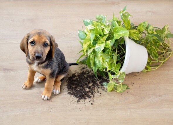 Flowers and Plants That Are Safe for Dogs