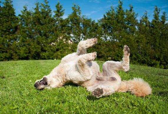 Dog Scratching? Here's How Pet Food Can Help
