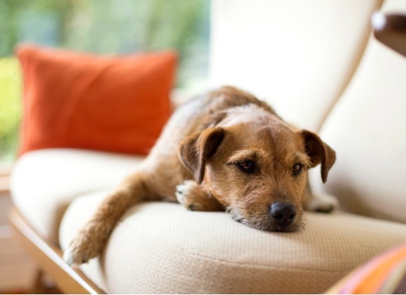 How to Tell if Your Dog Has a Fever and What to Do About It