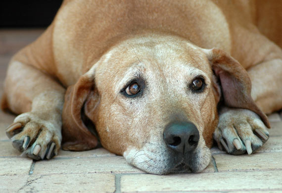 a patient dog eats the fattest bone