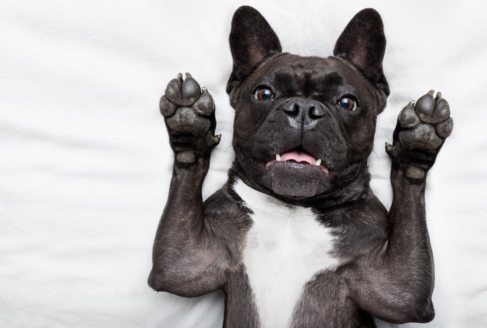 Dog's breath smells like 2024 poop all the time