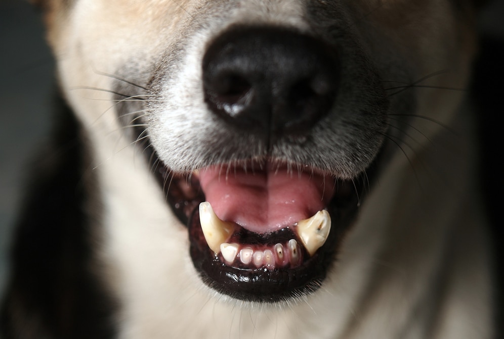 Reasons Your Dog Smells Bad PetMD