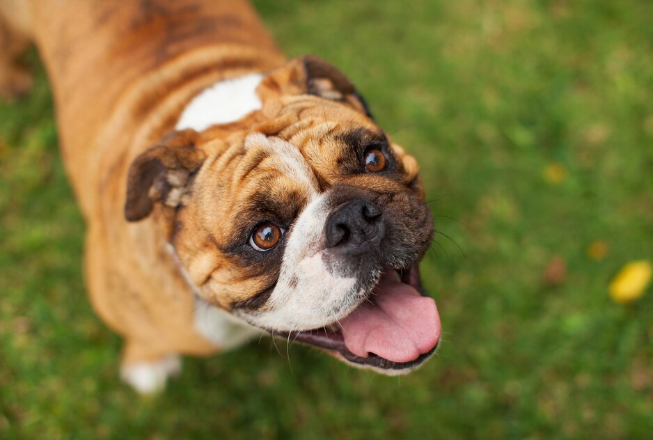 Reasons Your Dog Smells Bad PetMD