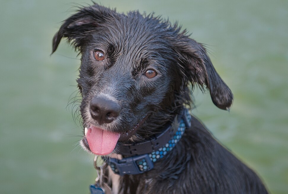 Reasons Your Dog Smells Bad PetMD