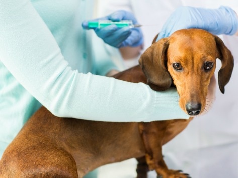 7 Types of Steroids for Dogs