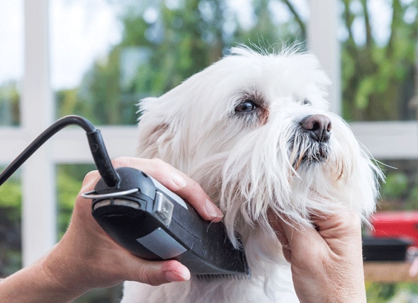 Shear Madness — Summer Grooming and Sun Safety for Dogs