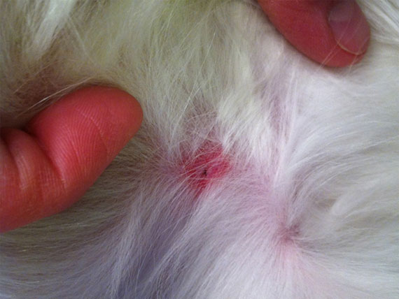 how to treat mosquito bites on my dog