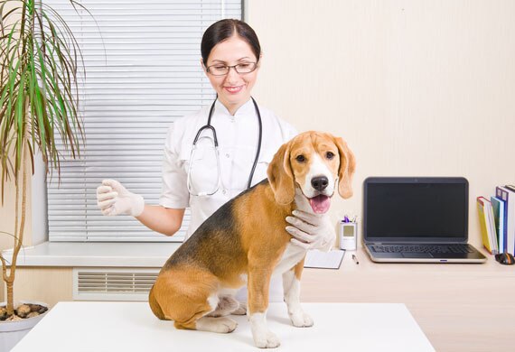 5 Common Dog Illnesses that are Impacted by Nutrition