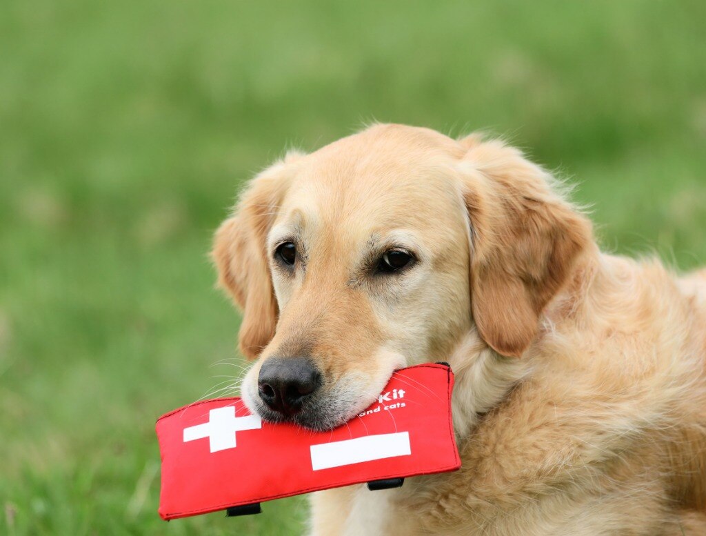 10 Things You Need in Your Pet First Aid Kit