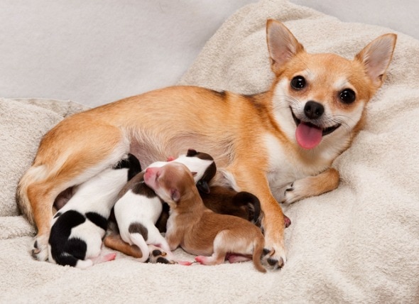 Dog Pregnancy, Labor, and Puppy Care Guide | PetMD