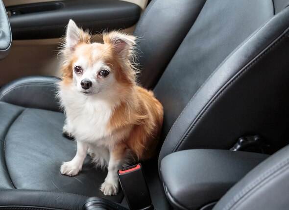 Study: Nearly Half of All Pet Parents Don't Have Car Safety Gear for Their Dogs