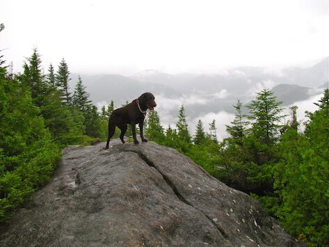 Can Your Pet Suffer from Altitude Sickness?