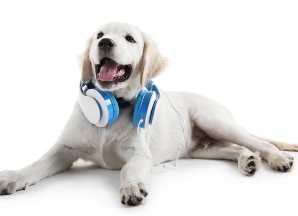 Study: Dogs Prefer to Listen to Reggae and Soft Rock