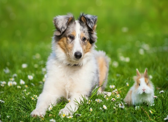 Can Small Animals Live with Dogs?