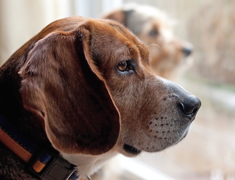 Nature and Nurture: Why Your Dog's Separation Anxiety Is Not Your Fault