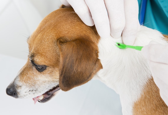 can a dog get lyme disease from eating a tick