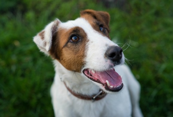 Dog ate outlet vitamins