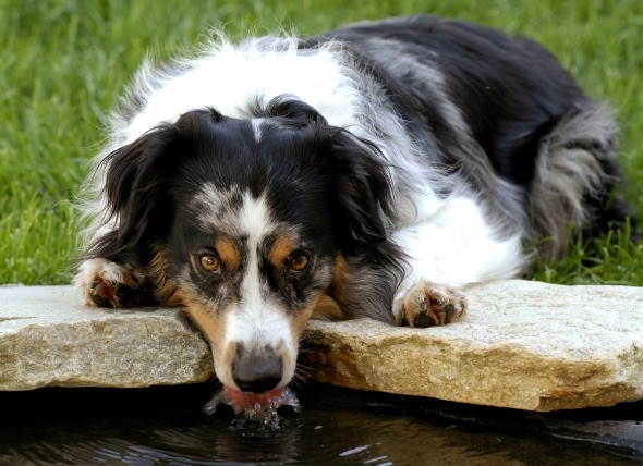 E. Coli infection in Dogs