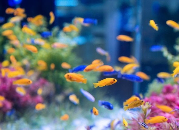 The Effects of Stress in Fish