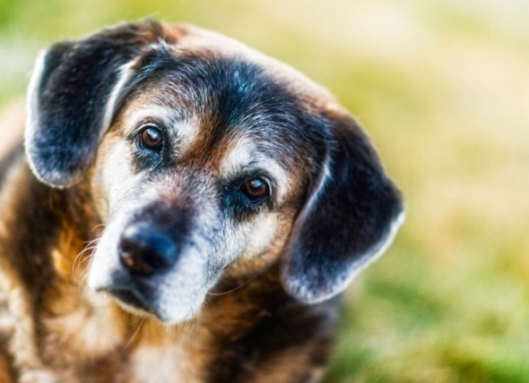 5 Surprising Senior Dog Care Tips