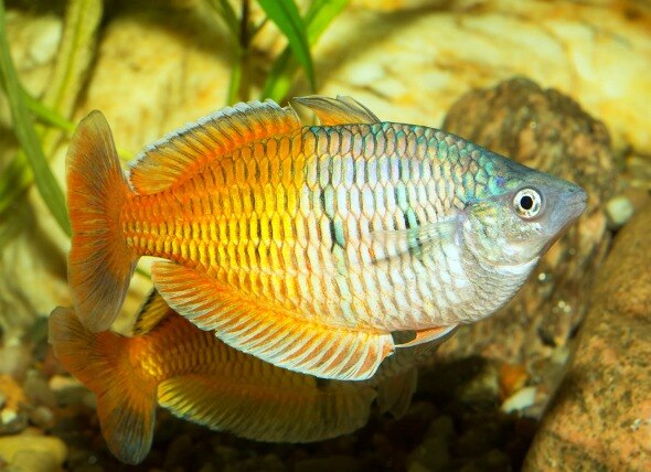 Environmental Gill Disorders in Fish
