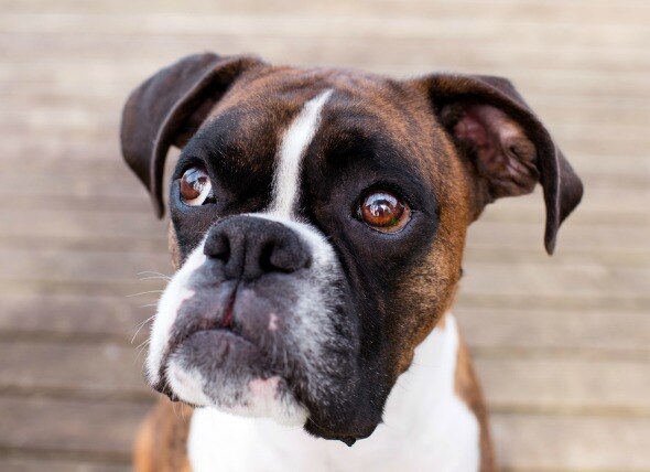 Face Nerve Paralysis in Dogs | PetMD