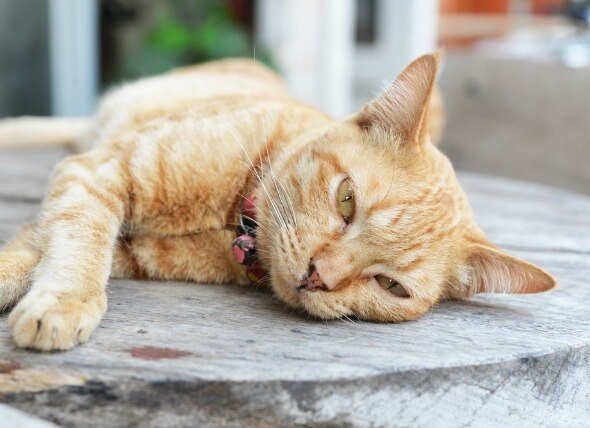 Fatty Liver Disease in Cats