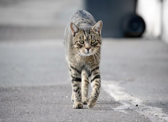 Understanding Feral Cats and Urban Relocation Programs