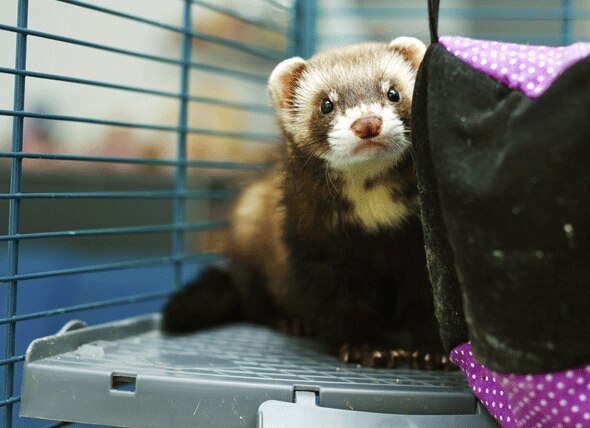 How to Train Your Ferret to Use a Litter Box