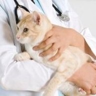 How to find the right veterinarian for YOU (in ten easy steps)