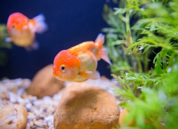 Caring for Your Fish When You're Away on Vacation